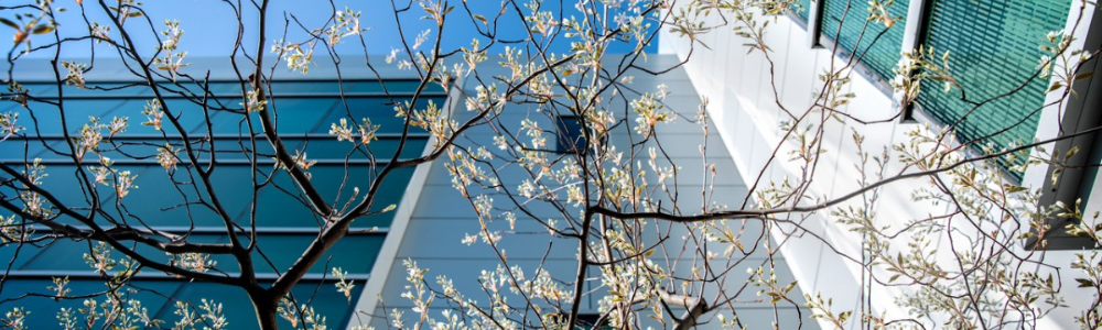 tree blossoming in spring next to modern building on campus
