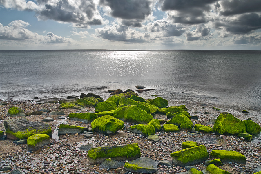 moss covered rocks on cape cod shore
