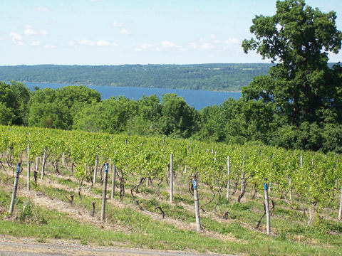 The vineyards overlooking Cayuga Lake