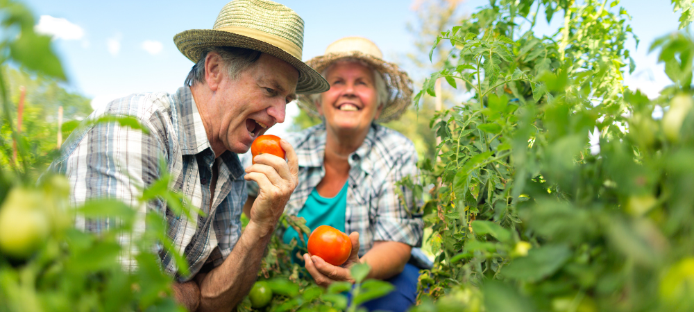 senior couple goofing around in garden with their tomatoes