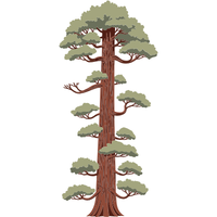 Redwood tree