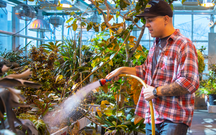 young man watering plants in greenhouse