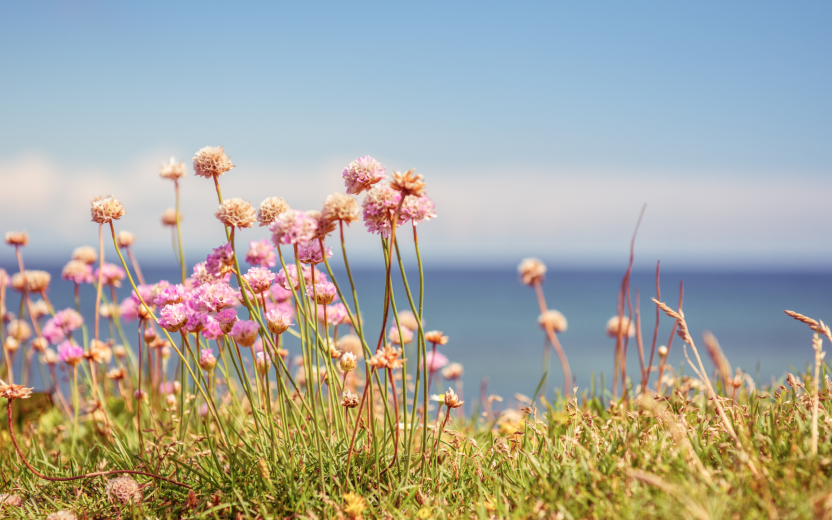 pink wildflowers in sunshine with blue lake in background