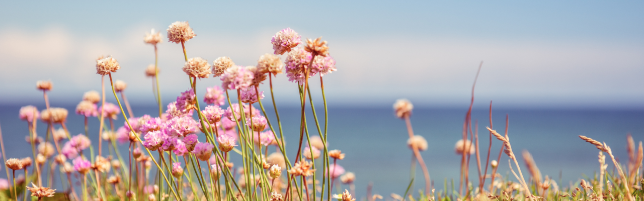 pink wildflowers in sunshine with blue lake in background