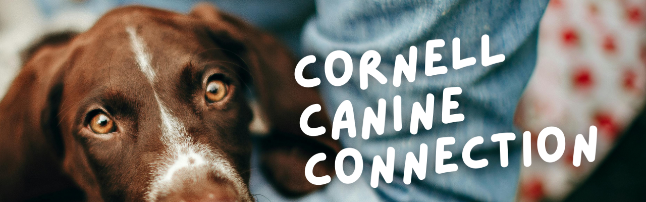 Cornell canine connection; photo of cute brown & white dog in person's arms; WAGs logo